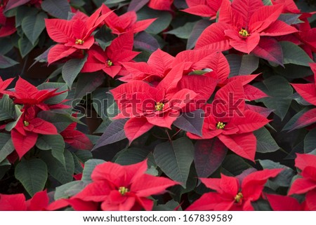 Poinsettias plants from above