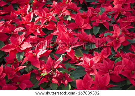 Poinsettias plant from above