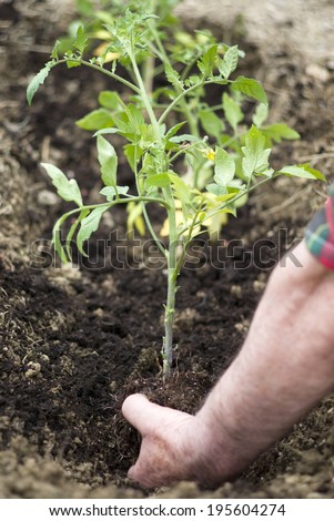 Planting tomato seedling