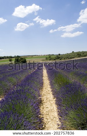 The famous lavender fields in the plateau Valensole, France