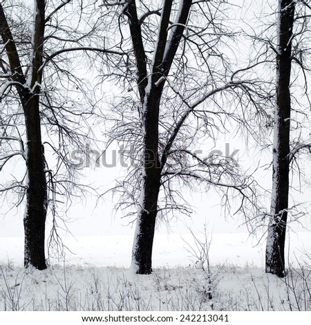 Frost on the land and trees in winter