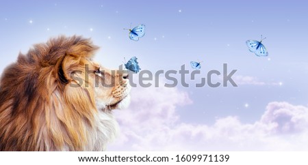 African lion with butterfly sitting on nose, morning cloudy sky banner. Landscape with magic flying butterflies in clouds, king of animals. Proud dreaming fantasy fairy tale leo looking on stars.