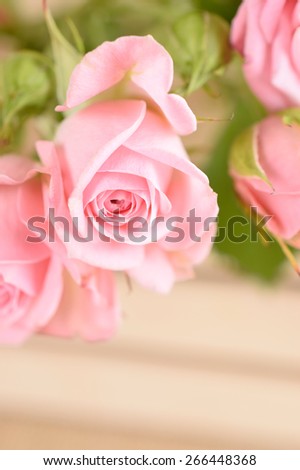 Abstract floral background with artistic blur roses. For this photo applied blurring effect.