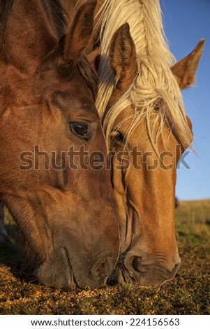 Close up of head of two horses that are eating