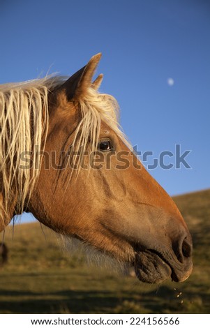 Close up of head of two horses that are eating
