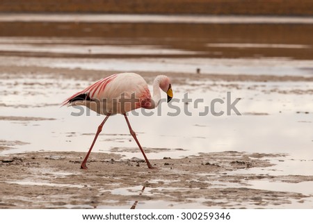 Flamingo walking on a lagoon in a andean plateau. Reflection in the calm water.