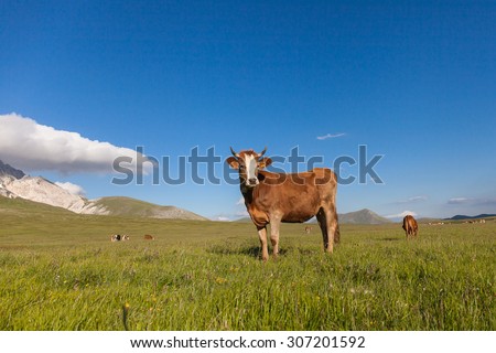 Brown cow in a prairie. Blue sky background with white clouds
