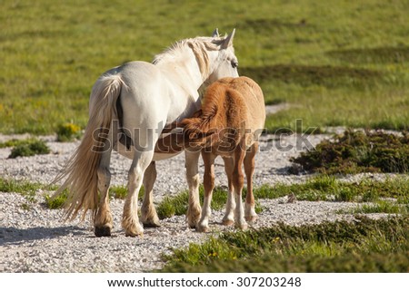 Brown foal eating from his white mom
