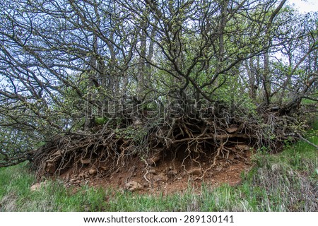 tree with roots exposed on a mountain top