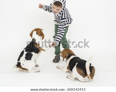 Boy training obedience to beagle dogs