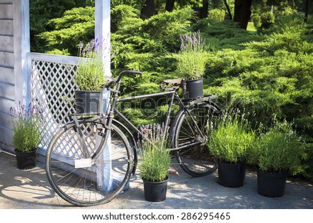 Retro bicycle decorated with flower pots parked by garden house