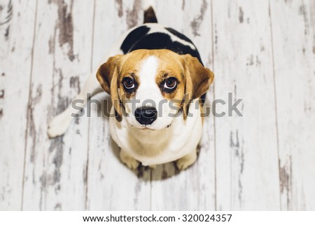 Tricolor beagle sitting on vintage-looking floor looking into camera