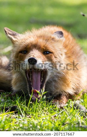Fox playing