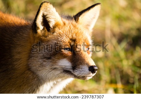 Fox looking happy