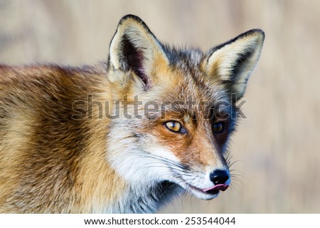 Fox close up and looking to the right