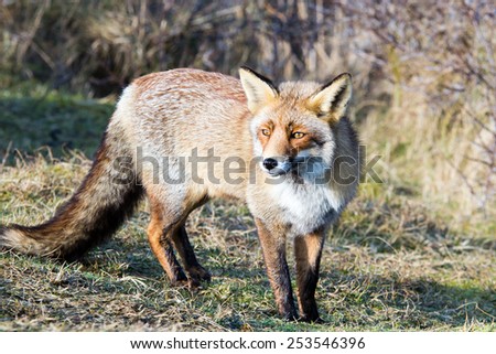 Fox with dark tail standing on grass