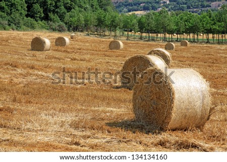 Some packed roll of hay in a Tuscany field