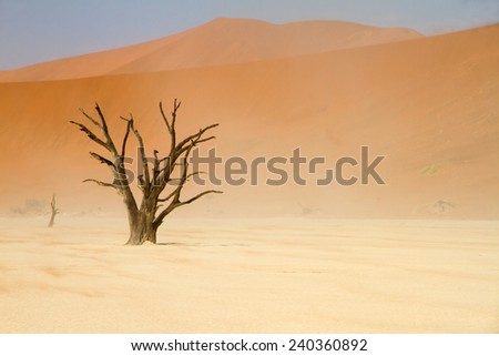 Dead trees between the red dunes of Sossusvlei desert, Namibia
