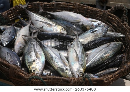 A basket of fishes just caught