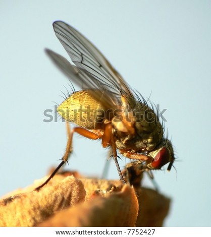 fly animal details dirty eyes flying hair  insect  macro wings