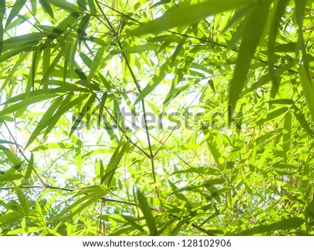 Fresh bamboo leaves border, green plant stalk at summer in the garden.