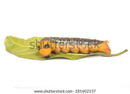 Yellow butterfly worm on white background.