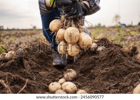 Similar – Image, Stock Photo Man picking potatoes on the farm. Agricultural concept.