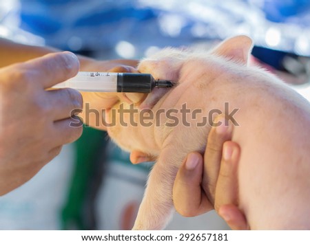 veterinarian is giving a pig a vaccination