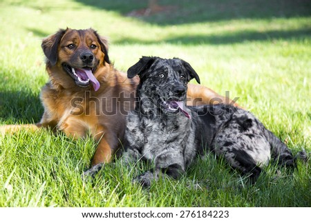 A couple young dogs lounging in the grass after playing on a hot summer day
