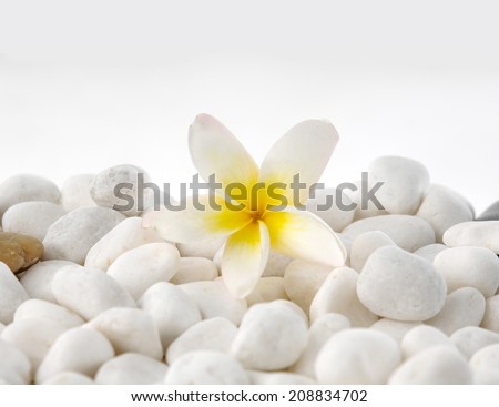 Still life with White pebbles and white frangipani flower