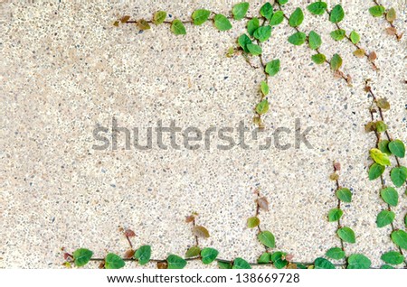 green leaf on sand wall