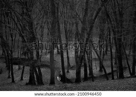 Mociar forest in Romania, one of the oldest woods in Europe Foto d'archivio © 