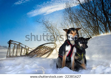 Sled Dogs Resting in the Lyngen Alps
