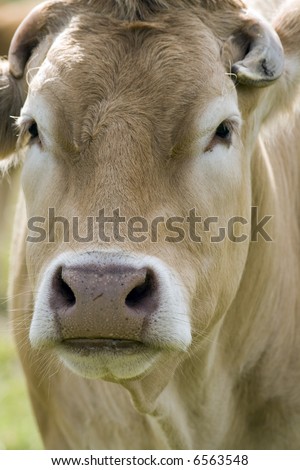 Close up of a grazing brown cows face