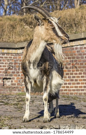Adult goat against barn made of bricks.