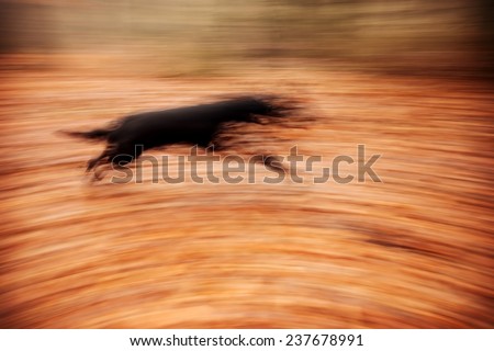 Abstract background. Motion blurred running dog in autumnal park.