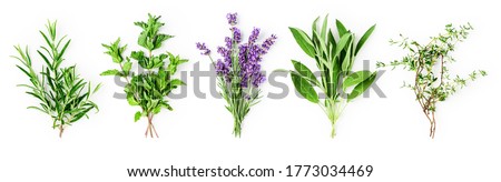 Rosemary, mint, lavender, sage and thyme collection. Creative banner with fresh herbs bunch on white background. Top view, flat lay. Floral design. Healthy eating and alternative medicine concept