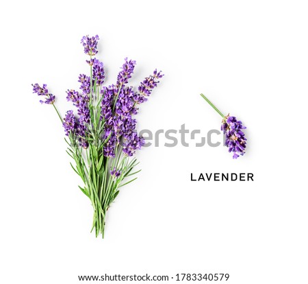 Lavender flowers and leaves creative layout isolated on white background. Top view, flat lay. Floral composition and design. Healthy eating and alternative medicine concept