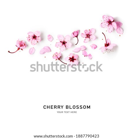 Cherry blossom. Creative composition with sakura spring flowers isolated on white background. Springtime arrangement. Holiday concept. Flat lay, top view, floral design