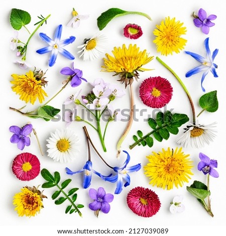 Similar – Image, Stock Photo scilla Meadow Flower