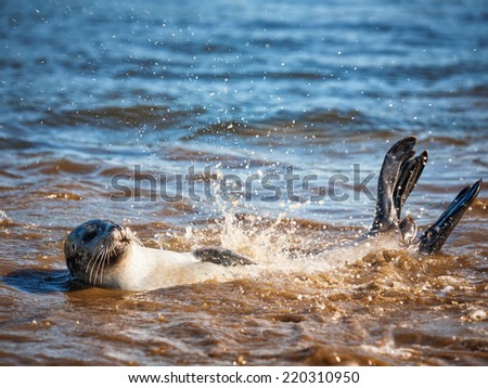 Harbor seal swimming back freestyle in the blue water on sunny summer day. Animal themes. Wildlife. Selective focus