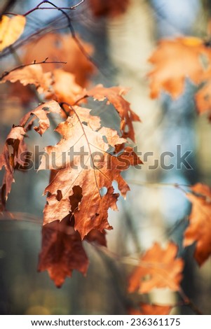 Oak tree with dried gold leaves. Autumn background. Selective focus