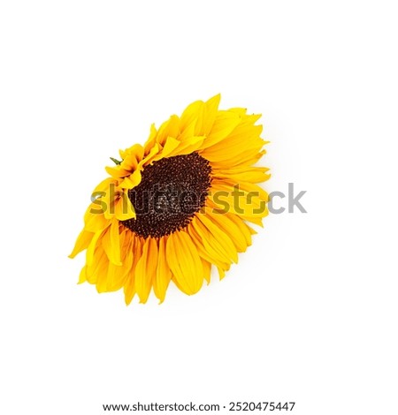 Similar – Image, Stock Photo sunflowers Sunflower