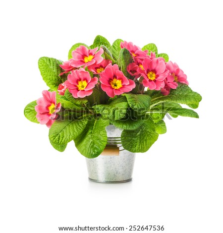 Pink primula spring flowers in bucket isolated on white background. Single object with clipping path
