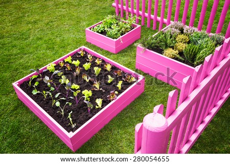Small herb garden. Pink raised beds with herbs and vegetables. Trendy garden design