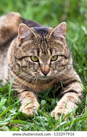 healthy cat lying on green grass