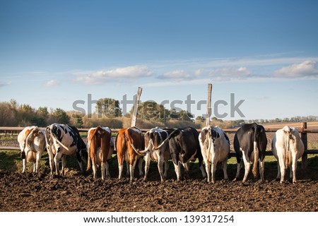 The dairy cows life in a farm. Dairy cows are reared for milk production.