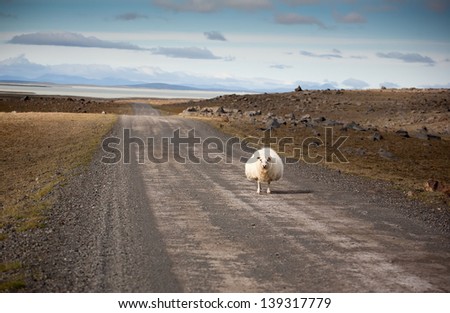 sheep stands on road. Iceland landscape.