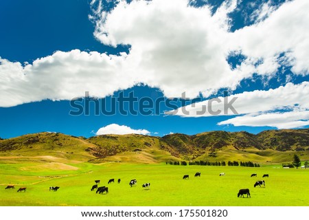New Zealand landscape with farmland and grazing cows