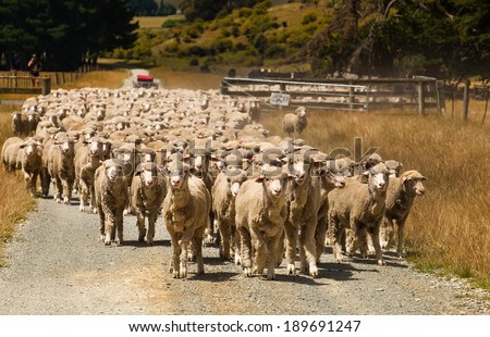 Flock of sheared sheep with central sheep looking at camera